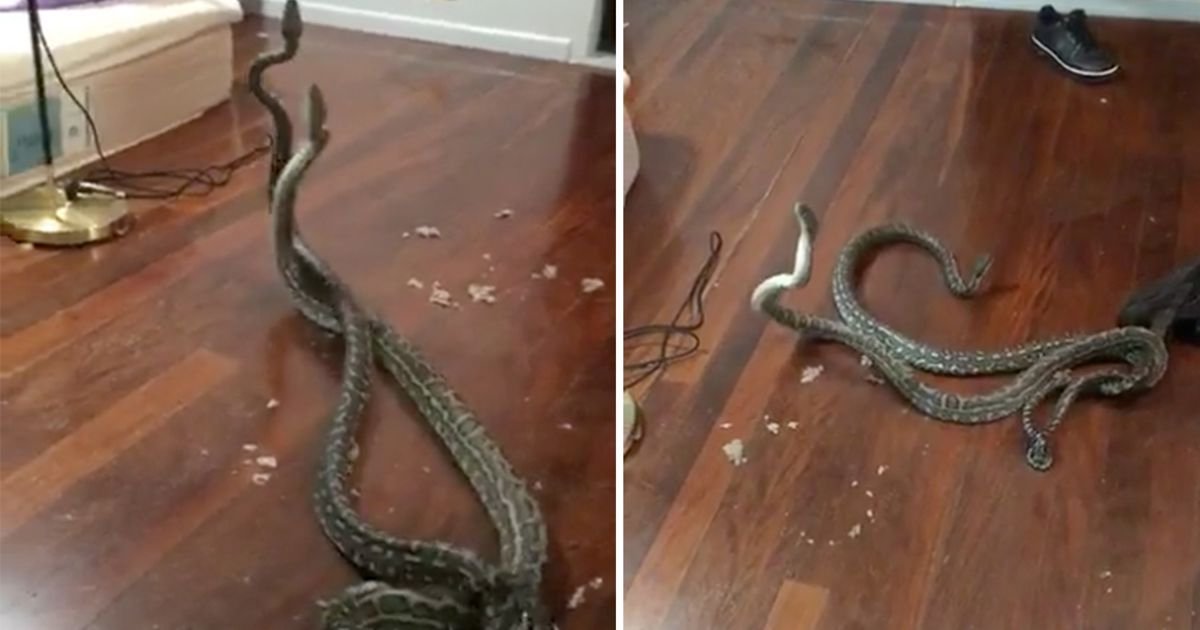 haha 1.jpg?resize=1200,630 - Terrifying Moment When Pair Of Fighting Pythons Fall Through Ceiling Into Family's Bedroom