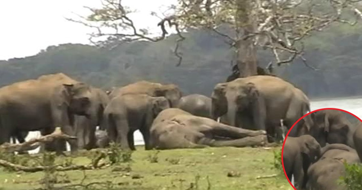 hff 2.jpg?resize=1200,630 - Plus de 300 éléphants rassemblés pour rendre un dernier hommage à leur chef décédé