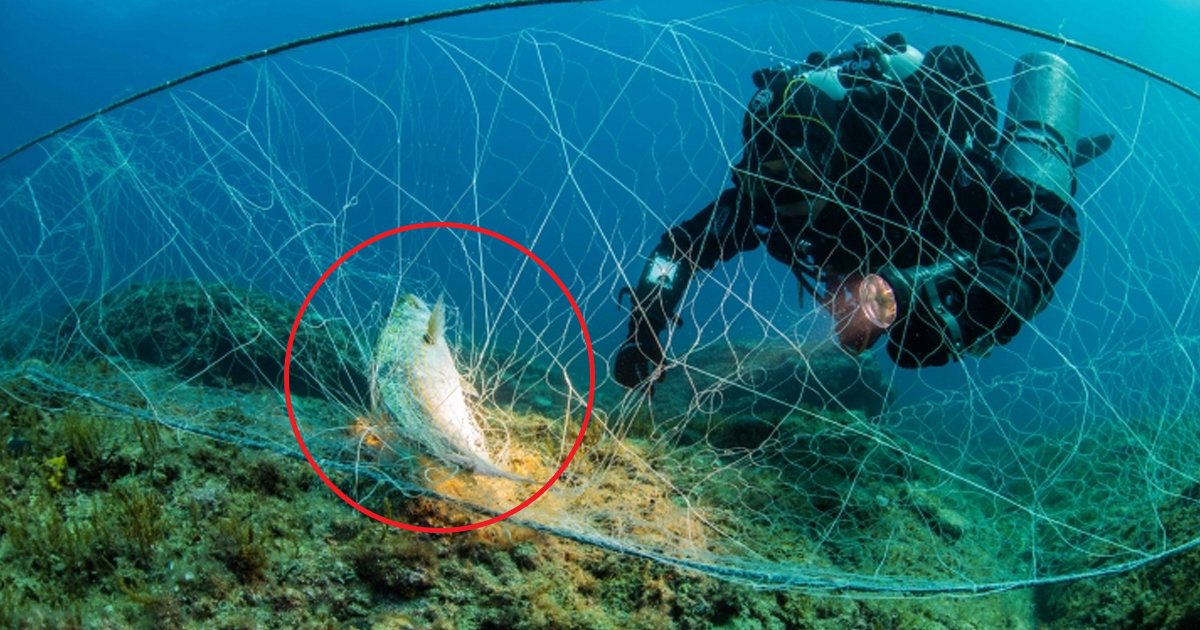 hff 3.jpg?resize=412,232 - Un plongeur expert sauve une tortue d'un filet de pêche fantôme