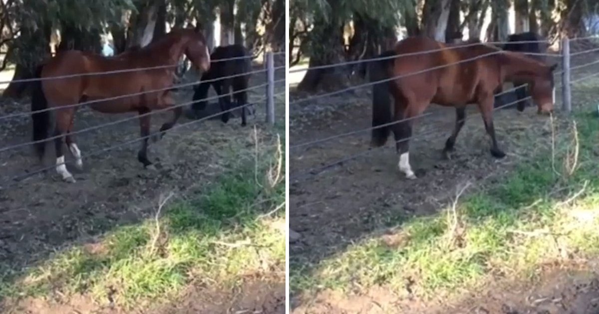 hhh.jpg?resize=1200,630 - Funny Video Of A Horse Slipping Through A Roped Fence Is Making People Burst Out Of Laughter