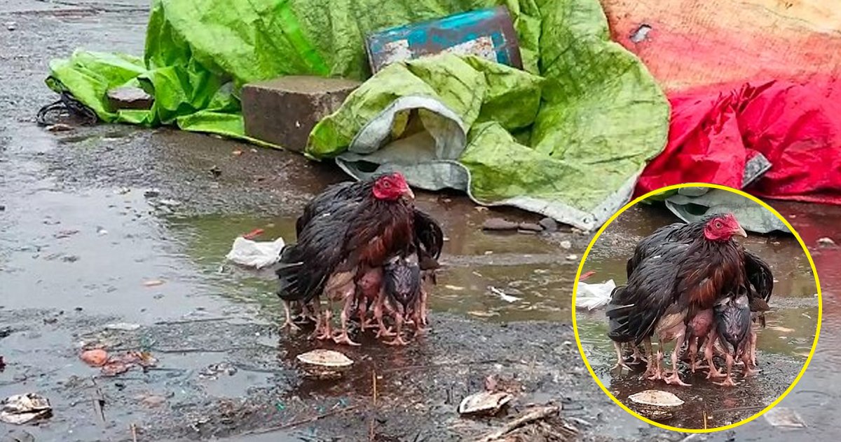 hhhh.jpg?resize=1200,630 - Mother Hen Was Seen Protecting Her Chicks From Heavy Rain