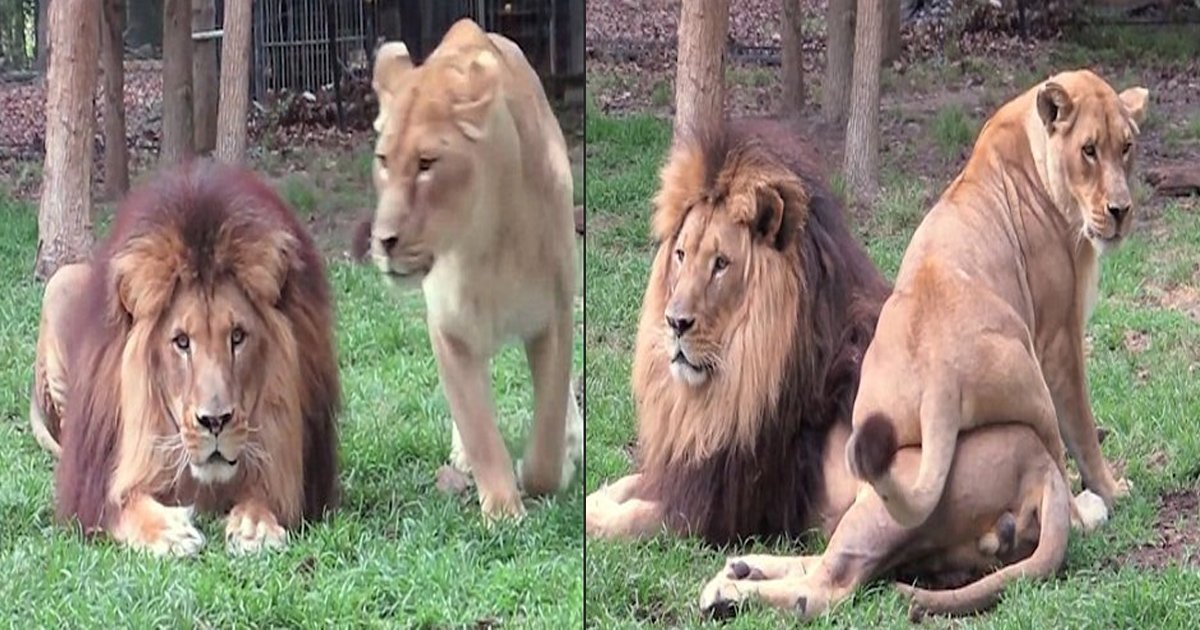 jgj 1.jpg?resize=1200,630 - [Vidéo] Une lionne qui essaye d'attirer l'attention de son compagnon fait rire tout internet