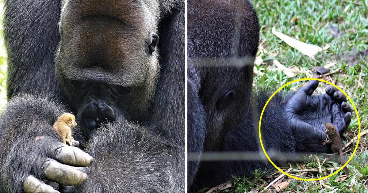 jkk.jpg?resize=1200,630 - [Vidéo] instant mignon : un énorme gorille prend soin d'un minuscule bébé galago.