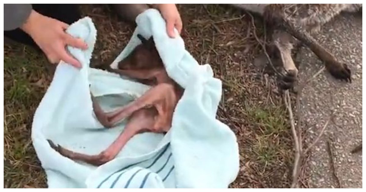 joey.jpg?resize=1200,630 - Women Rescued Baby Kangaroo From The Pouch Of Dead Mother They Found On The Road