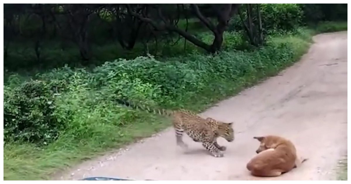 leopard.jpg?resize=412,232 - Dog Holds Its Ground Against A Leopard That Attempted To Attack It In Indian Safari