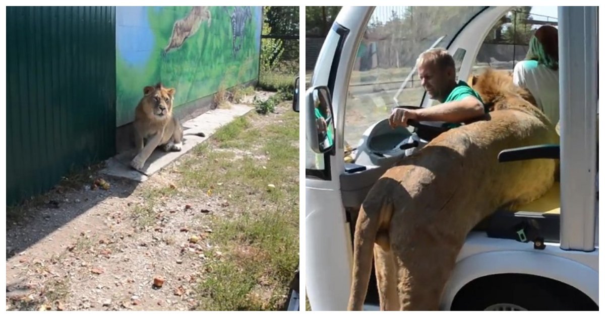 lion.jpg?resize=1200,630 - Un lion en manque d'affection saute dans un camion de safari rempli de touristes à Taigan Safari Park