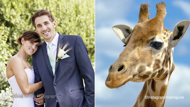 macro 1 1.jpg?resize=1200,630 - Uma bela girafa apareceu de penetra nas fotos de casamento de um casal