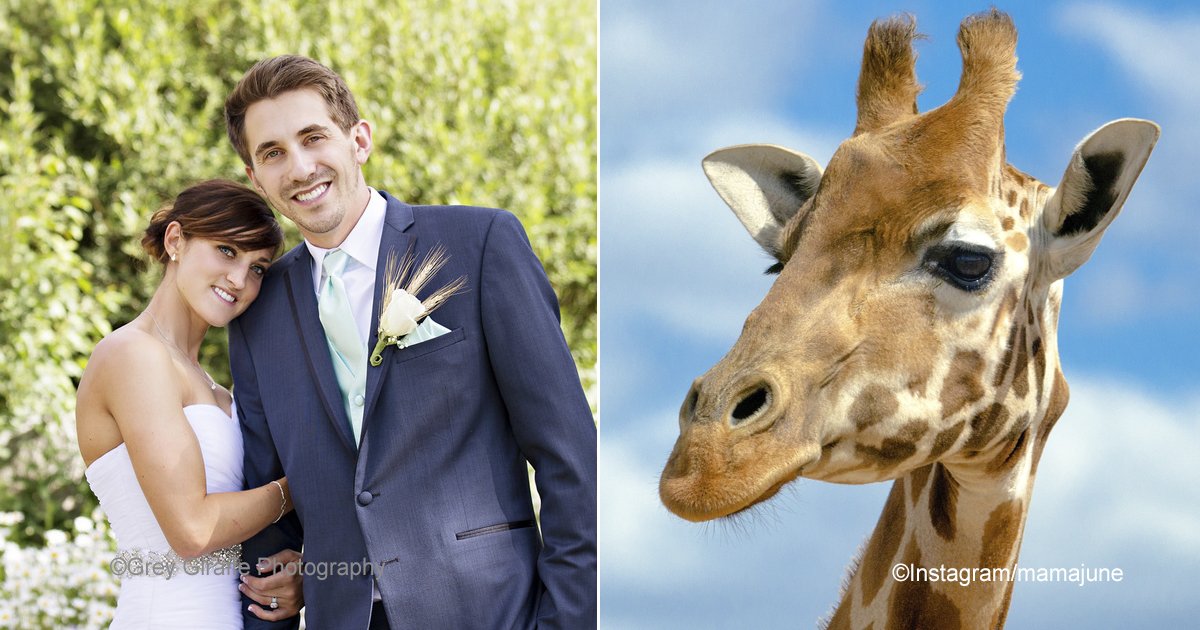 macro 1.jpg?resize=1200,630 - La jirafa apareció en las mejores fotos de la boda, aunque no había sido invitada