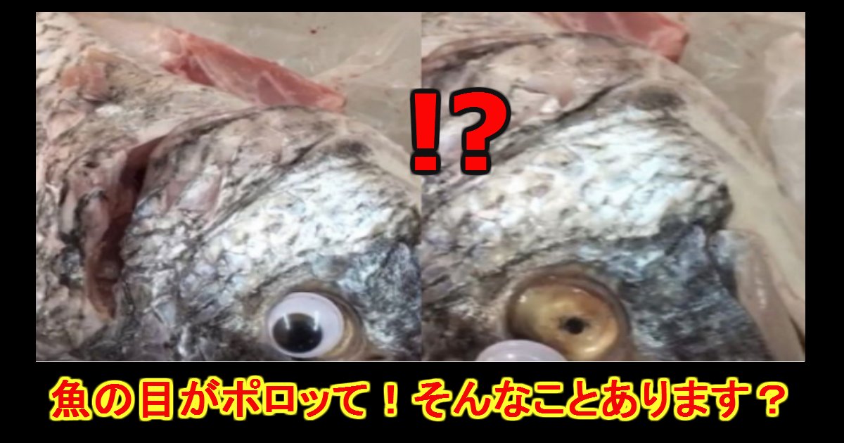 me.png?resize=412,275 - 魚の目がギラつきすぎじゃね？と思ったら人形の目がくっついていた件