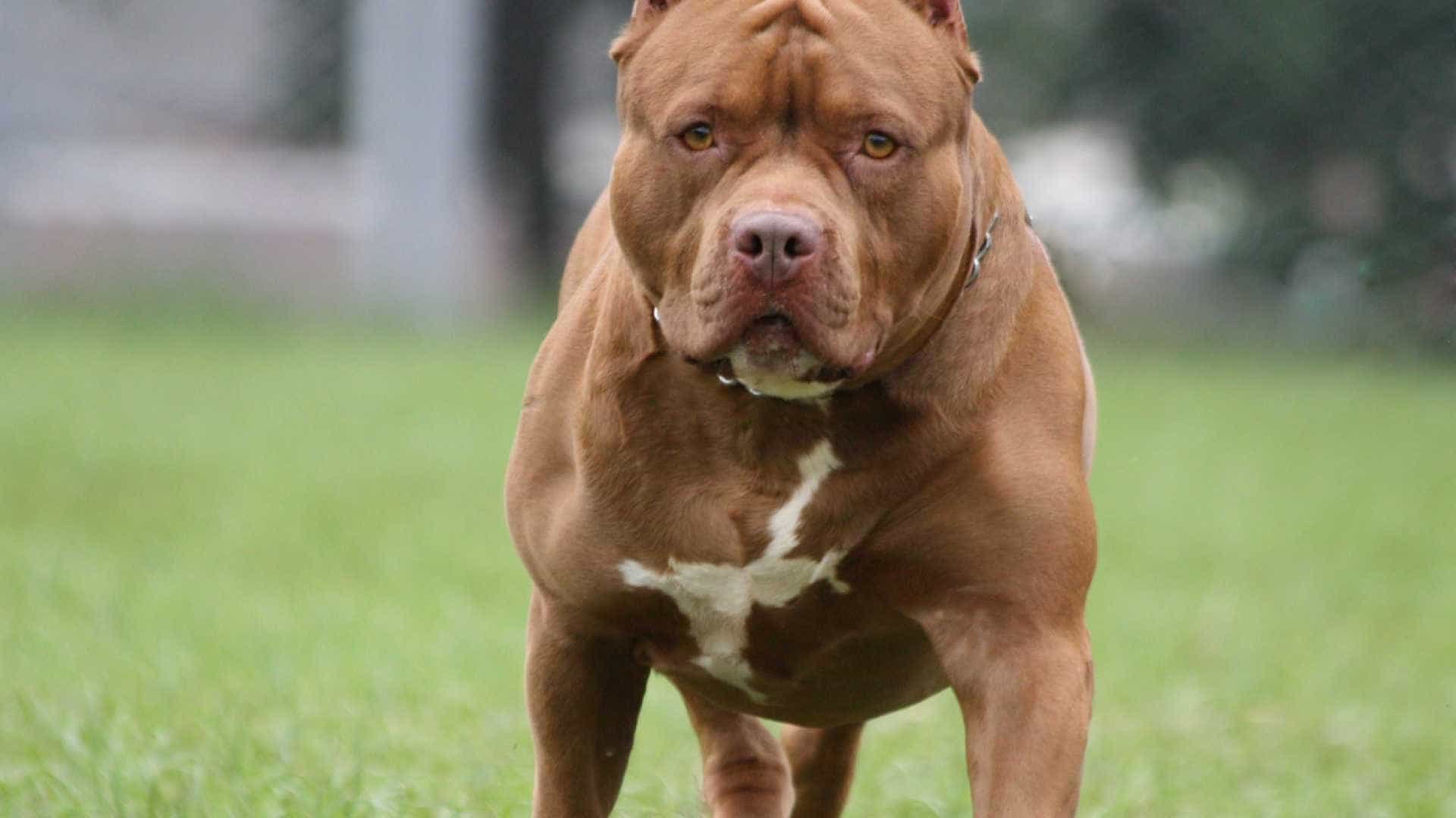 naom 5901cc6e8d23b.jpg?resize=412,275 - Pitt Bull salva dona de 11 anos que havia sido atacada por um pedófilo