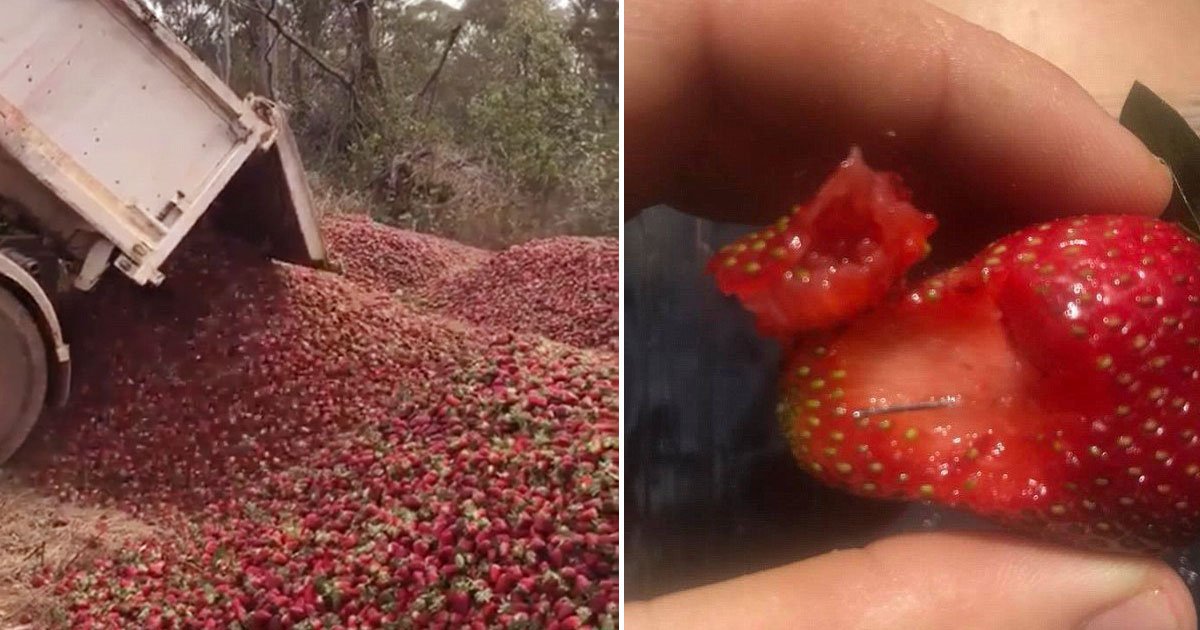 needle strawberry 1.jpg?resize=412,275 - Vídeo mostra milhões de morangos sendo despejados após sabotagem envolvendo agulhas