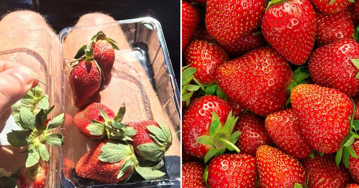 needle strawberry 2.jpg?resize=1200,630 - La police a arrêté un jeune garçon pour avoir mis des aiguilles dans des fraises