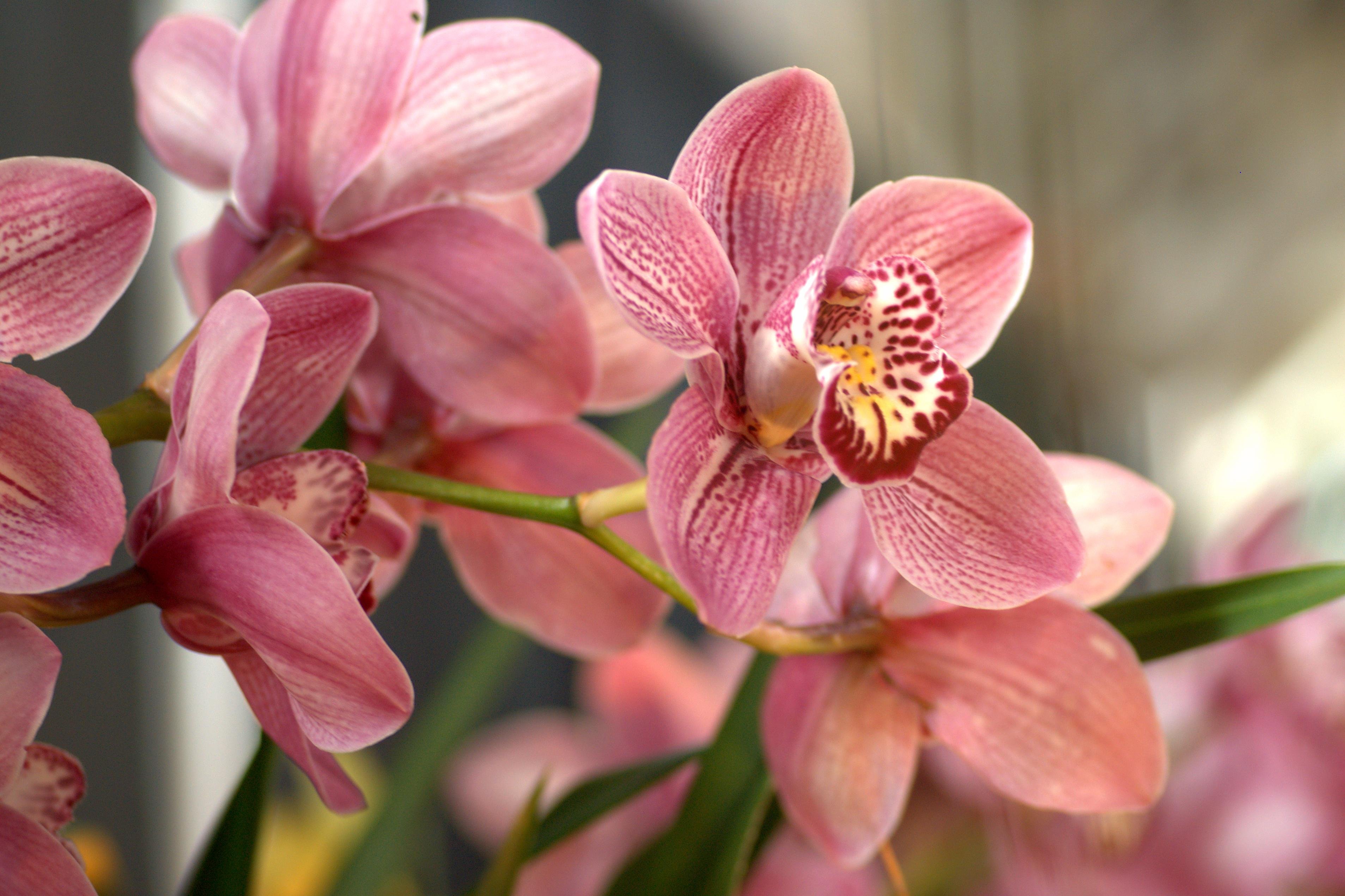 orquidea.jpg?resize=412,275 - A maior exposição de orquídeas de São Paulo terá curso gratuito de cultivo