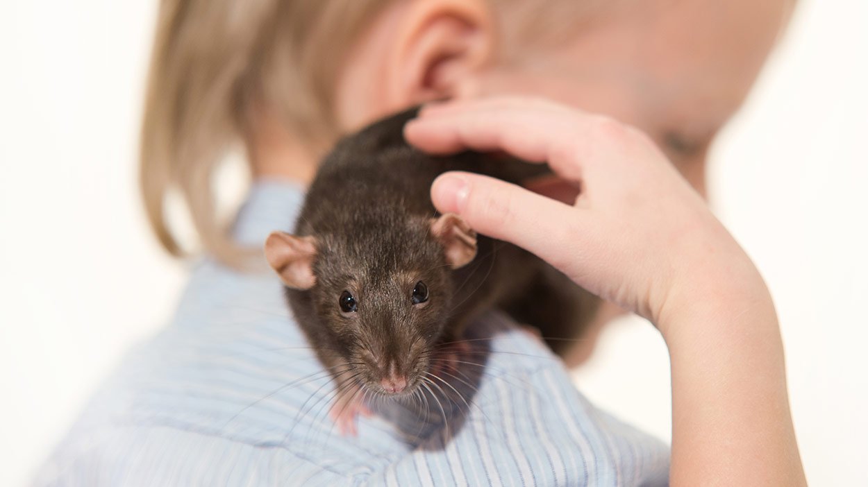 pet rats header.jpg?resize=412,275 - Estudo diz que crianças são mais felizes tendo um rato de estimação do que cães ou gatos