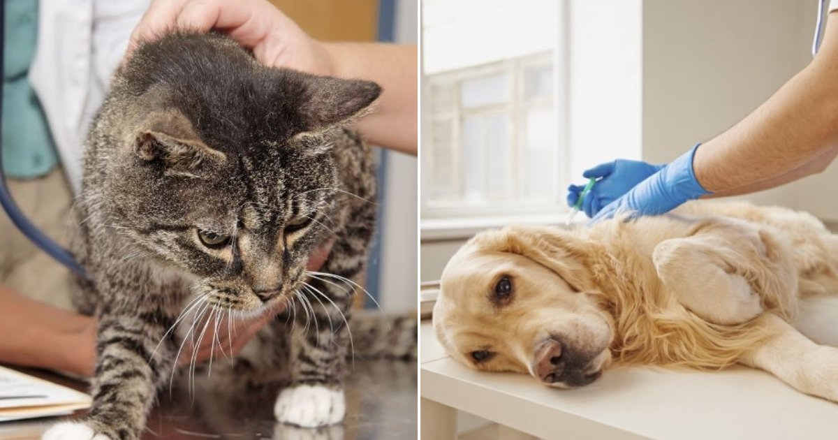 pets.png?resize=1200,630 - Vets Revealed What Pets Do Before Being Euthanized, And It’s Something Every Pet Owner Must Know
