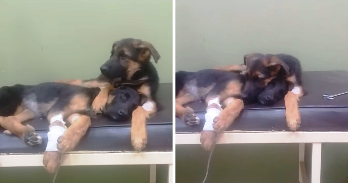 puppy5.png?resize=1200,630 - Moment adorable d'un chien qui réconforte sa soeur malade chez le vétérinaire