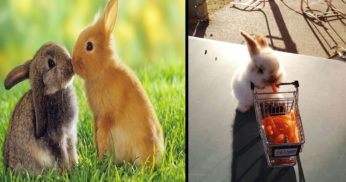 rabbit most adorable pictures.jpg?resize=412,232 - 25 photos de lapins des plus adorables qui vous donneront envie de les avoir comme animal de compagnie