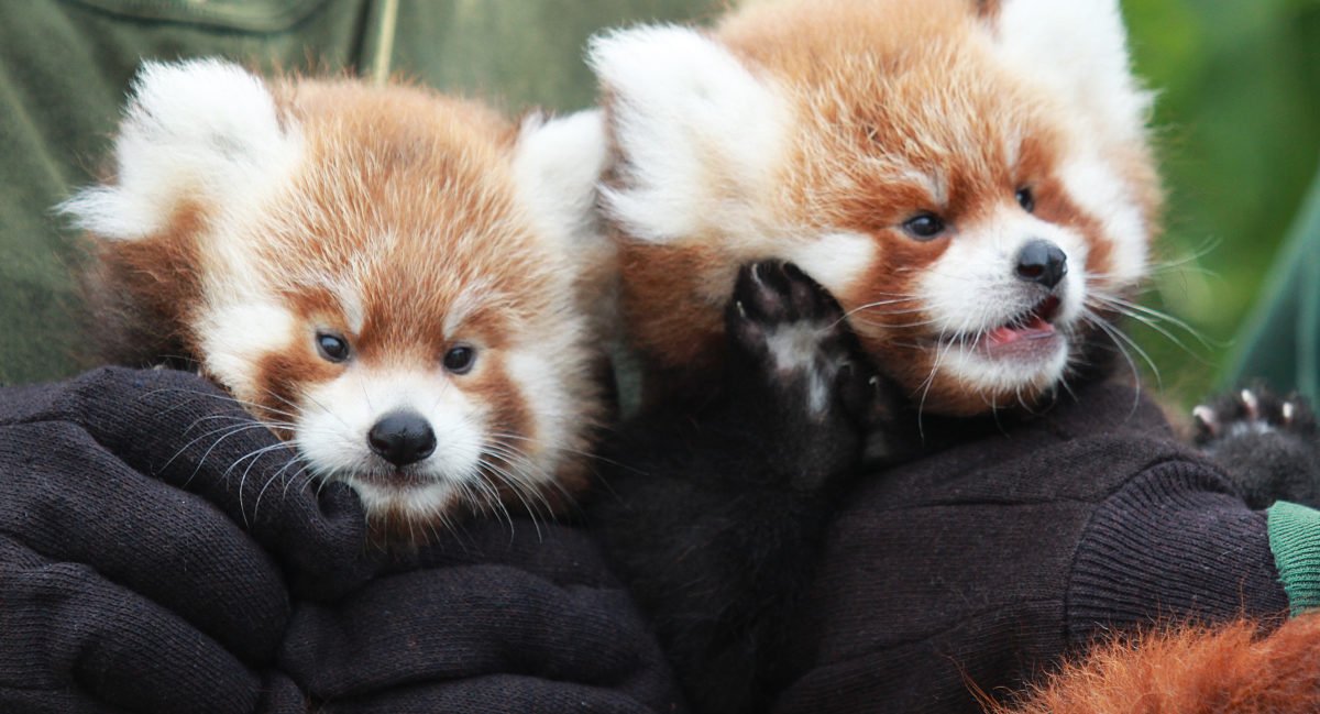 rgz red panda cubs 2016 crop e1474479186280.jpg?resize=412,275 - Pandas vermelhos gêmeos nascem no zoológico de Nova York e são irresistíveis de tão fofos