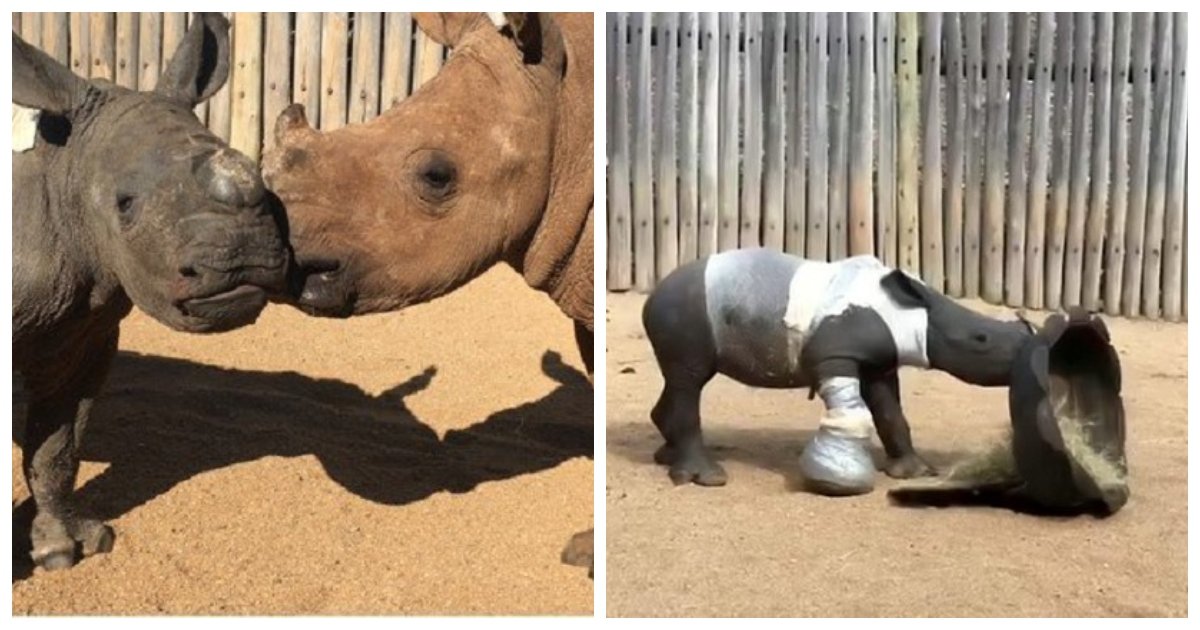 rhino.jpg?resize=412,232 - Une photo déchirante montre un jeune rhinocéros aux côtés de sa mère tuée pour ses cornes