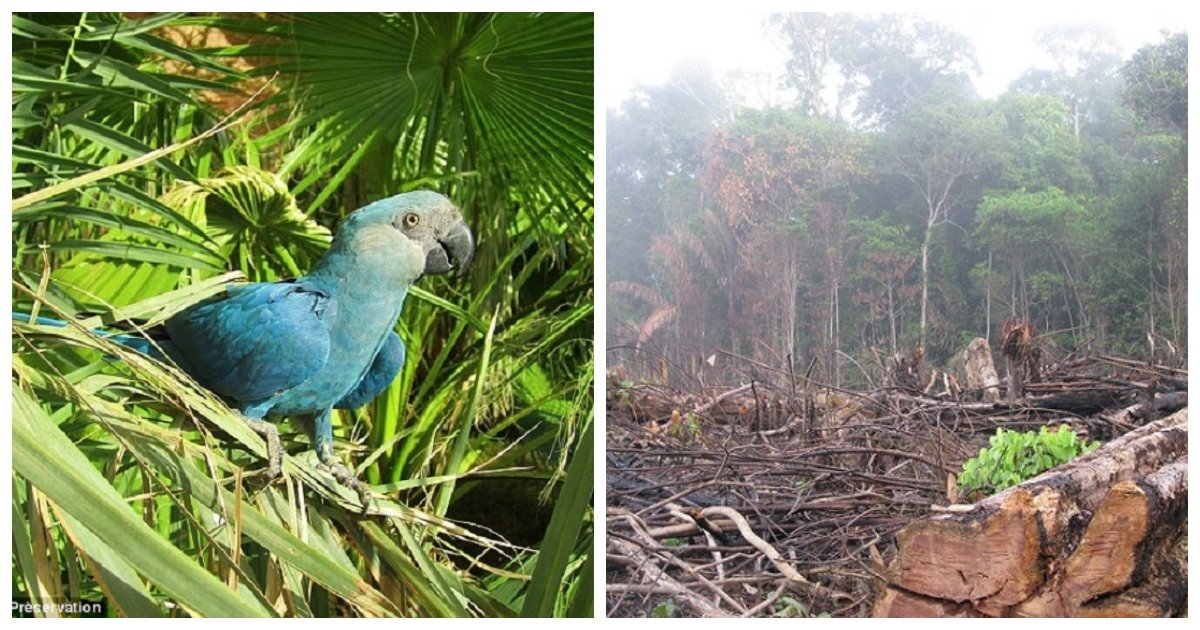 rio.jpg?resize=1200,630 - Le macaw de Spix, vu dans le film d'animation Rio, est l'une des 8 espèces qui ont disparu cette décennie