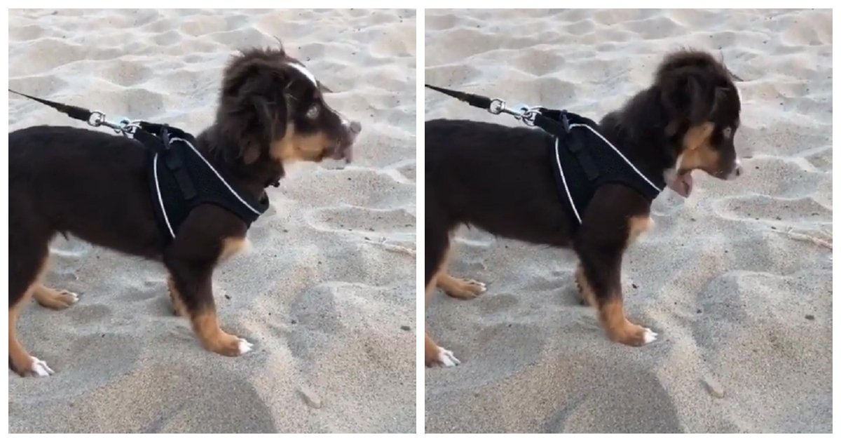 sand.jpg?resize=1200,630 - Une vidéo montre un moment hilarant : un chien mangeant du sable à la plage