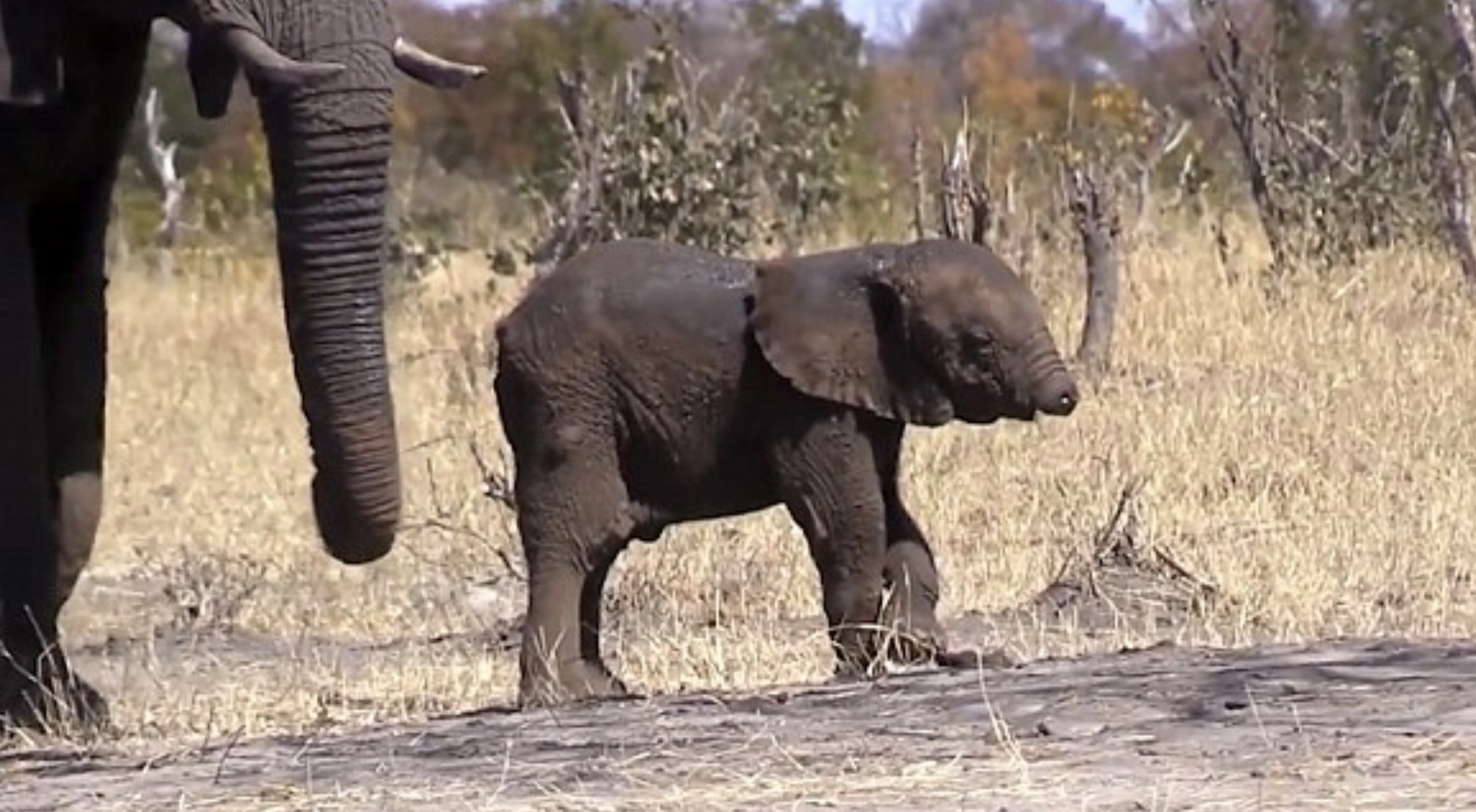 A Baby Elephant Was Spotted Wandering The Plains Without A Trunk