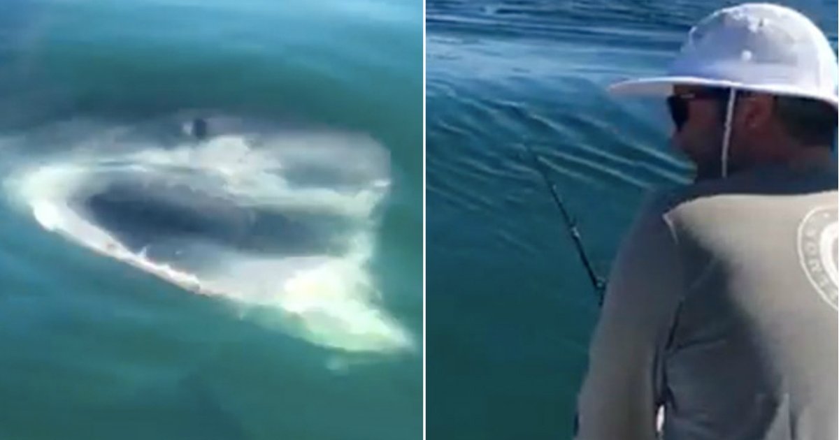 shark snatches.jpg?resize=412,232 - Moment incroyable où un grand requin blanc s'empare de la prise d'un pêcheur