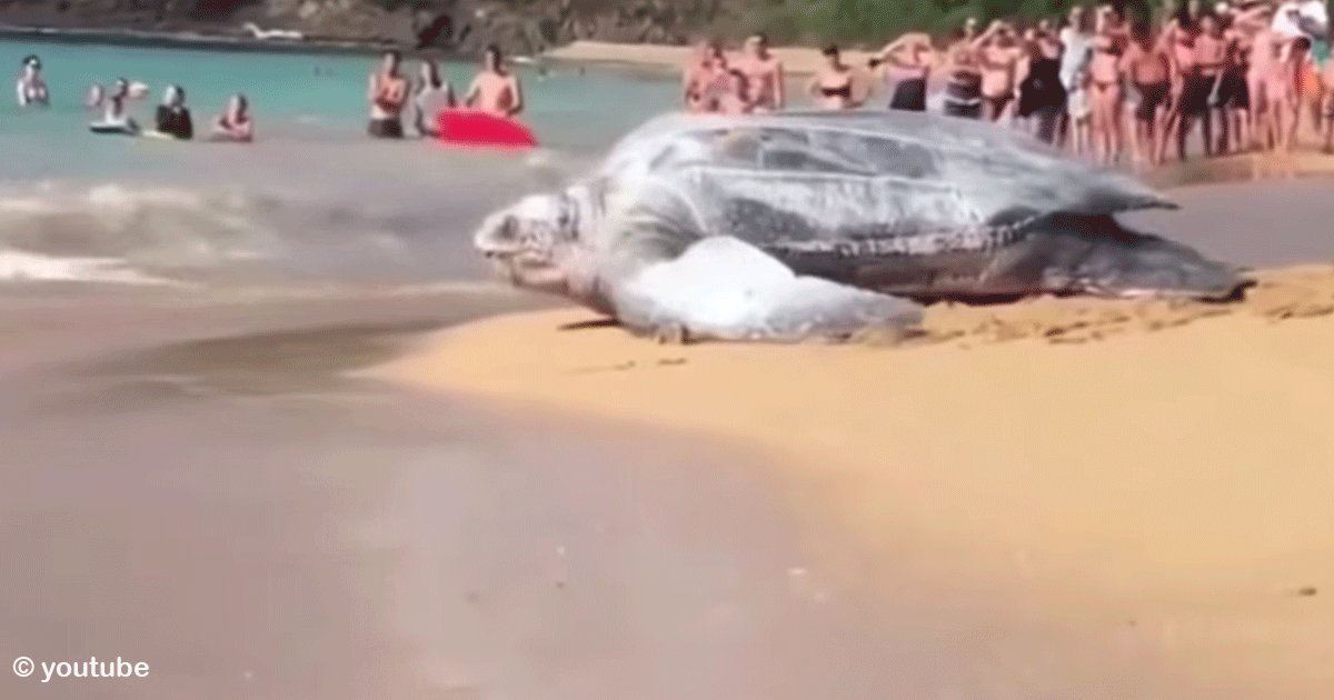 sin titulo 1 7.png?resize=412,275 - Tortuga gigante conmocionó a los bañistas tras emerger de la arena para regresar al mar