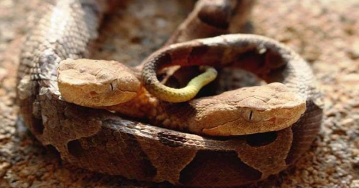 snakes.png?resize=1200,630 - Un serpent à deux têtes «exceptionnellement rare» et hautement venimeux a été repéré dans le nord de la Virginie