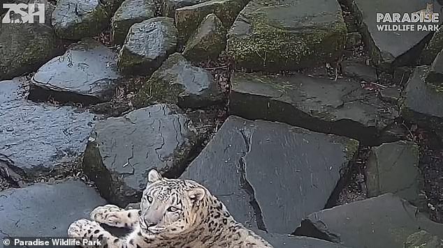 Résultat d'image pour caméra effrayée jessie snow leopard