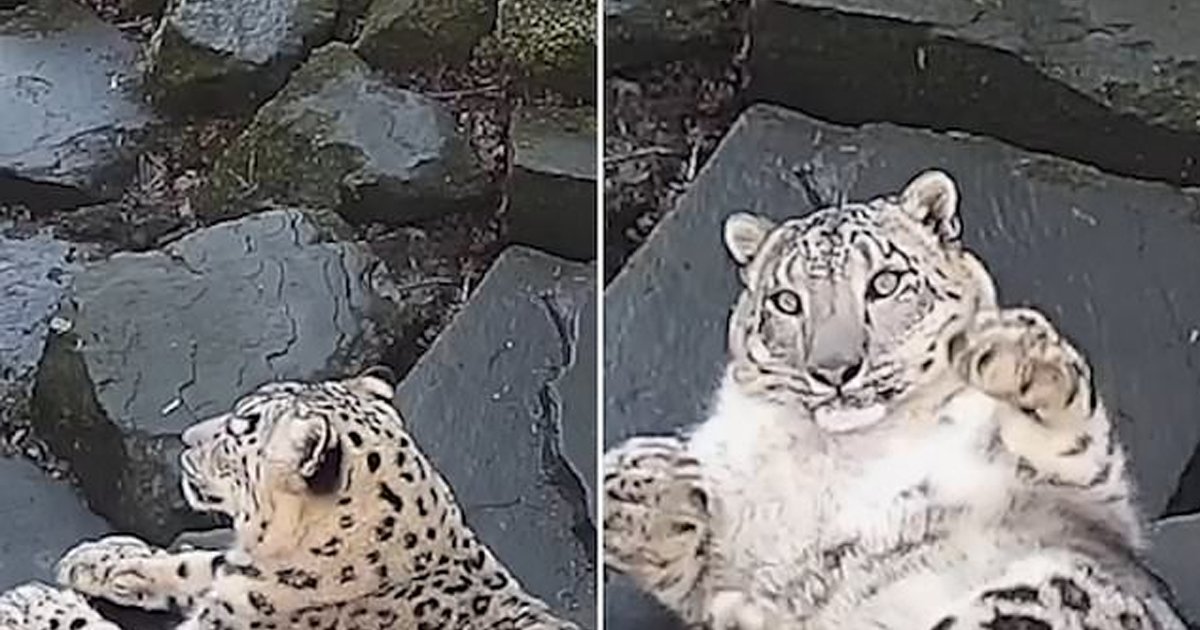 snow leopard scared of camera.jpg?resize=1200,630 - Cette panthère des neiges a eu la réaction la plus adorable qui soit après avoir été effrayée par une caméra cachée
