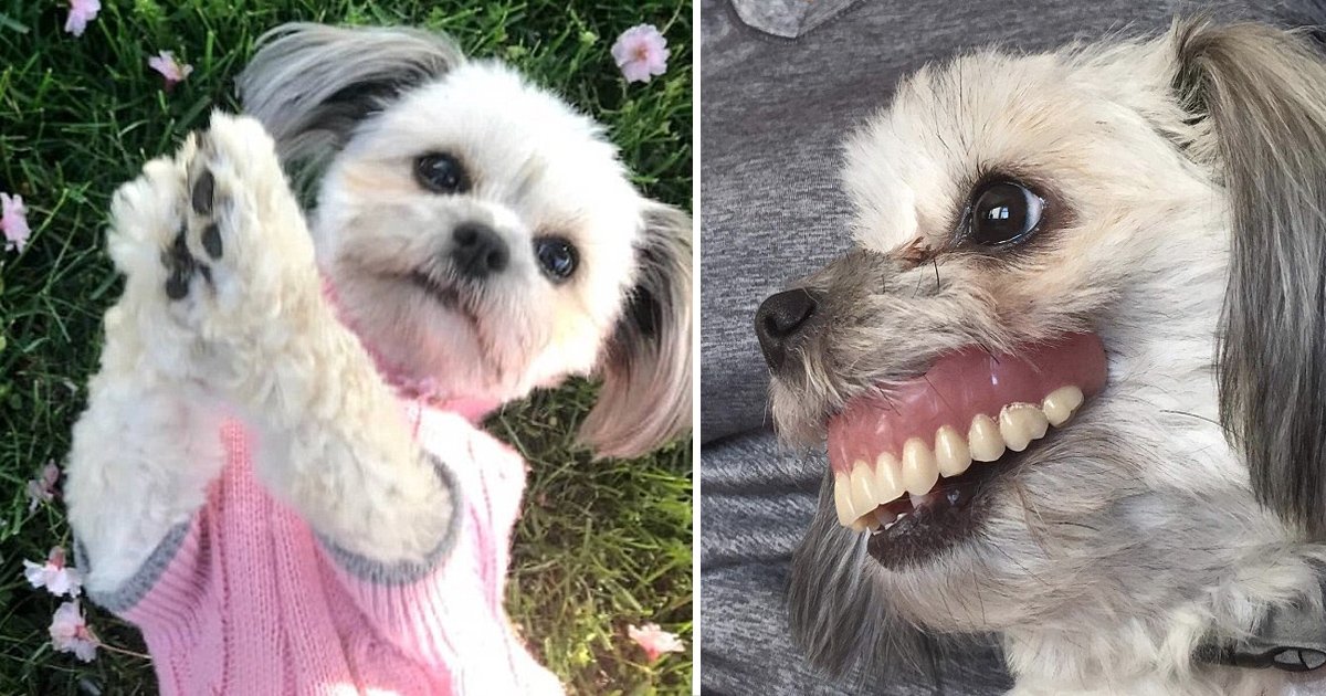 sss 1.jpg?resize=412,232 - Le sourire d'un chien conquit Internet! Un homme trouve son chien avec sa prothèse dentaire après une sieste