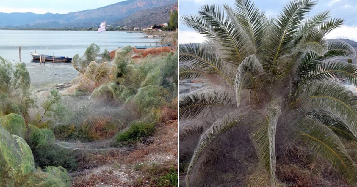 telaasna.jpg?resize=412,275 - Una telaraña gigante está cubriendo la costa en Grecia