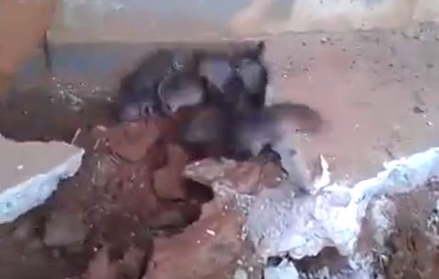 Des dizaines de rats sous le sol
