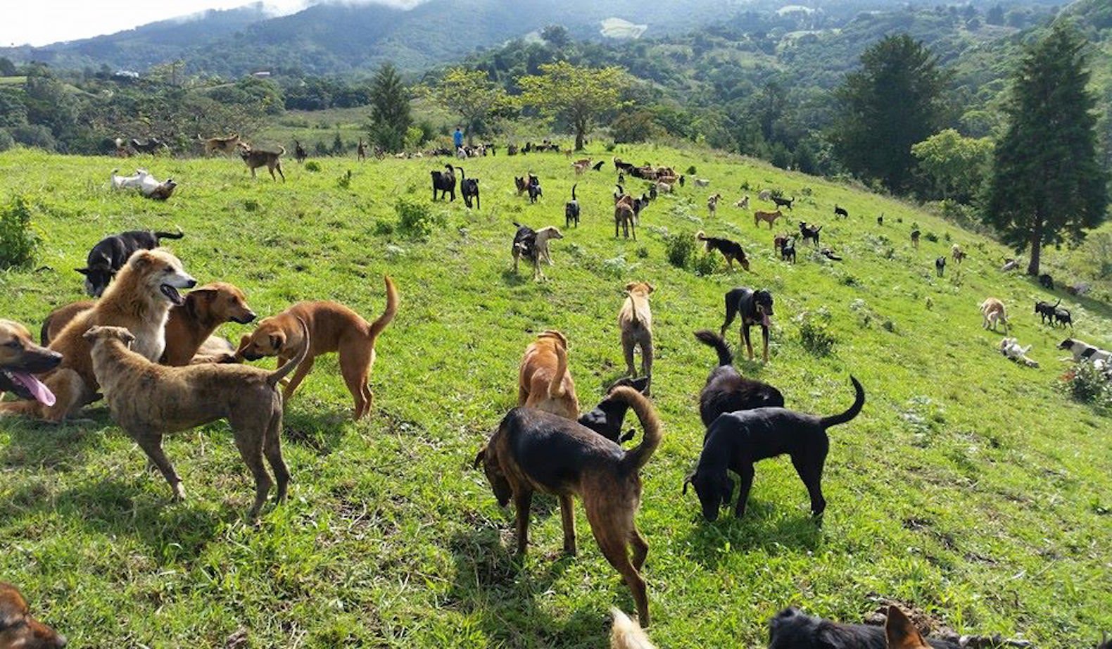 territorio de zaguatas dog paradise in costa rica 2.jpg?resize=412,275 - Ilha na Costa Rica abriga mais de 900 cãezinhos abandonados