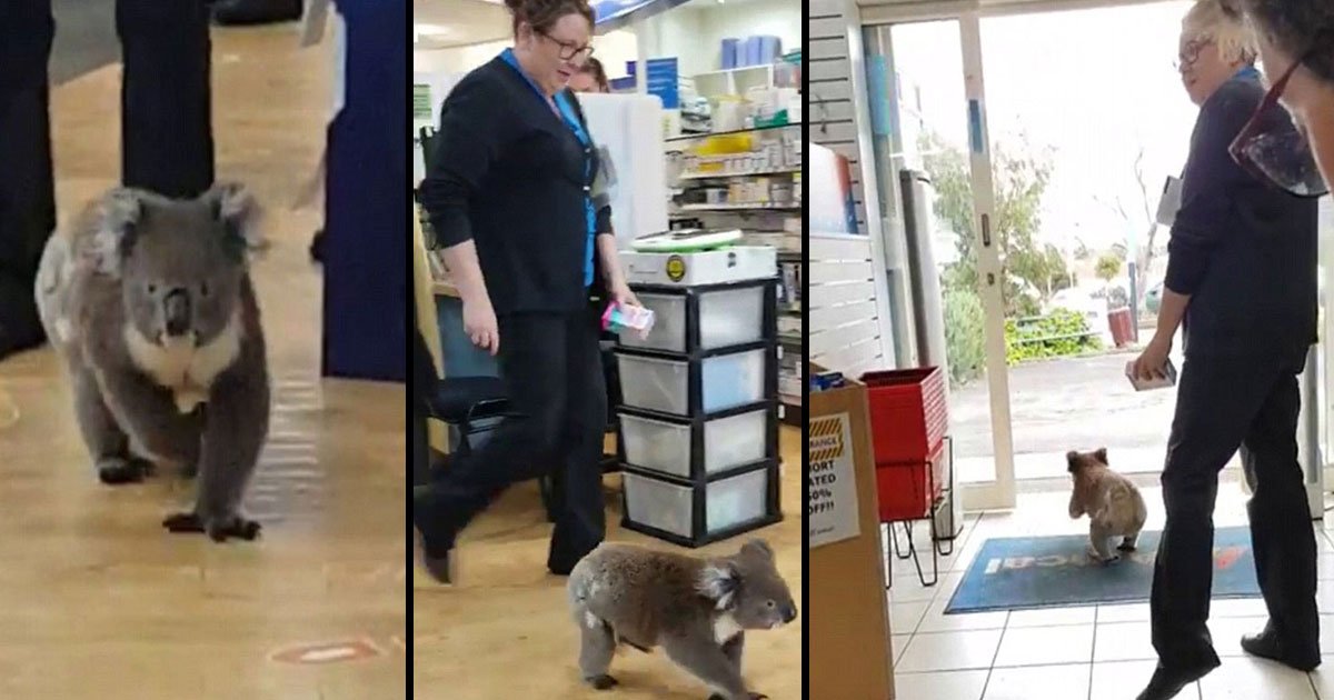 tttt.jpg?resize=1200,630 - Moment bizarre: un koala entre dans une pharmacie trois fois en un jour