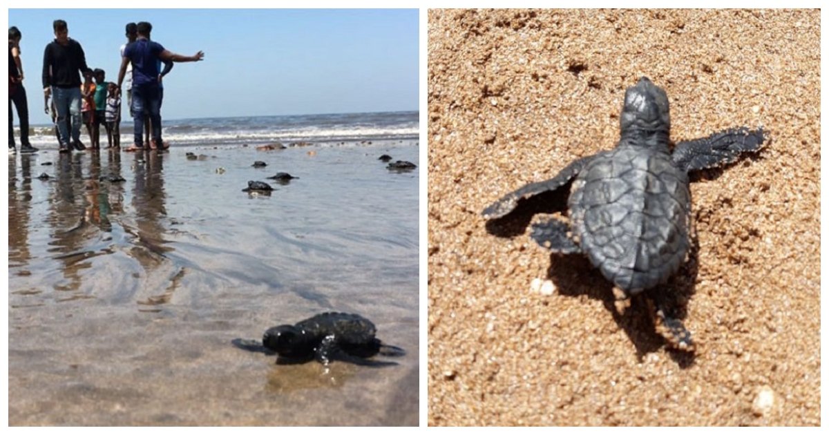 turtle 1.jpg?resize=1200,630 - Pour la première fois en 20 ans, les tortues reviennent miraculeusement après le plus grand nettoyage de plages du monde