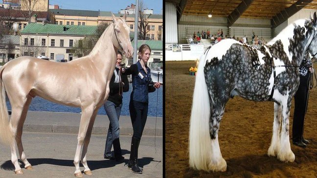 unique color horses in the world 1.jpg?resize=412,275 - 24 cavalos com as cores mais belas e únicas do mundo