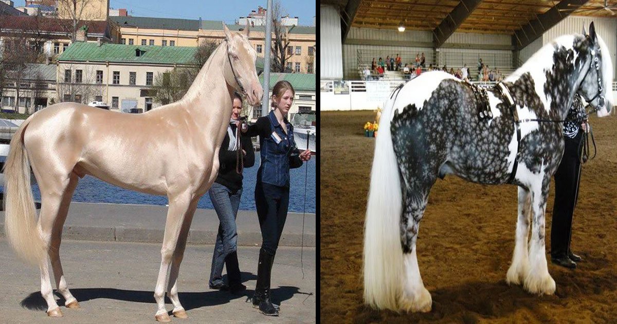 unique color horses in the world.jpg?resize=1200,630 - Les plus beaux et uniques chevaux au monde
