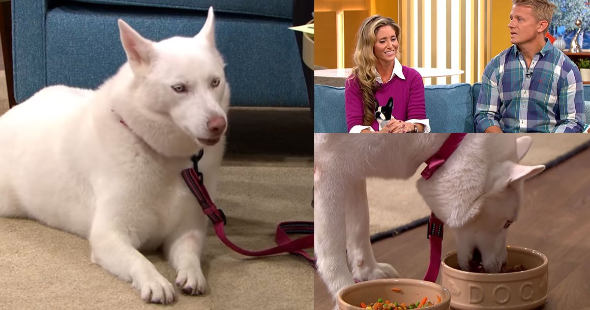 untitled 1 13.jpg?resize=1200,630 - A Guest On ‘This Morning’ Left Red-Faced When Her Vegetarian Dog Chose Meat Over Vegetables - She Was Accused Of ‘Animal Cruelty’ By Viewers