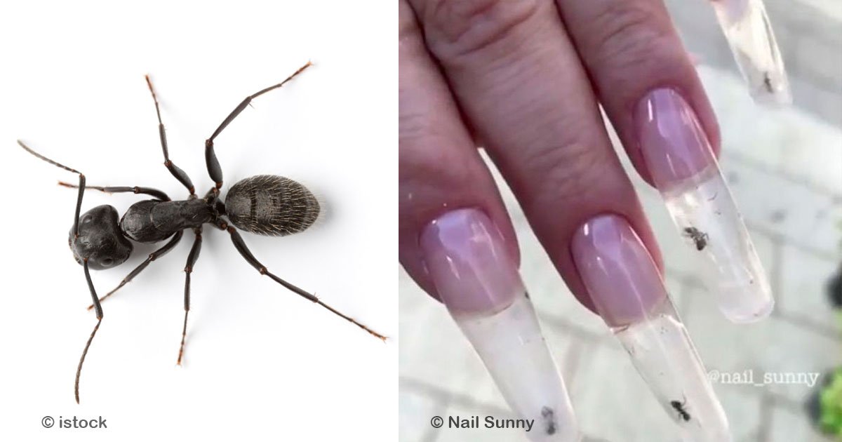 untitled 1 4.jpg?resize=1200,630 - Crueldad animal, ponen hormigas vivas en uñas de acrílico como nueva tendencia