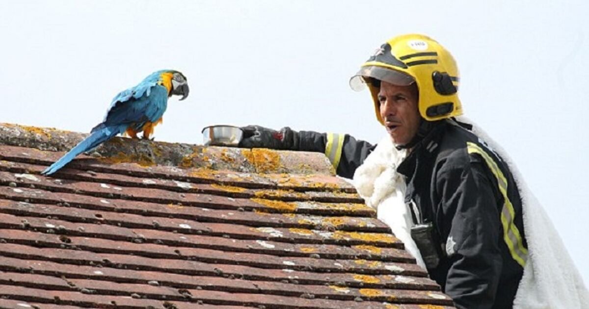untitled design 100.png?resize=1200,630 - Parrot Who Escaped From Owner's Home Told Firefighters To F- Off After They Tried To Rescue It