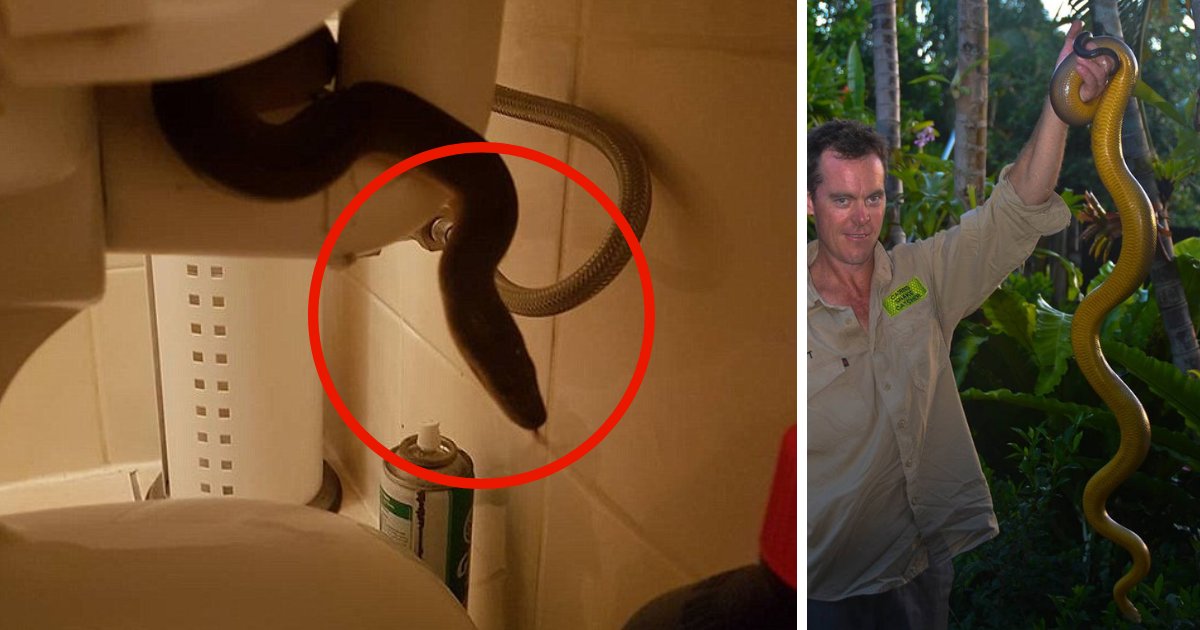 untitled design 13.png?resize=1200,630 - Moment terrifiant: un python d'eau a été repéré se cachant dans des toilettes publiques