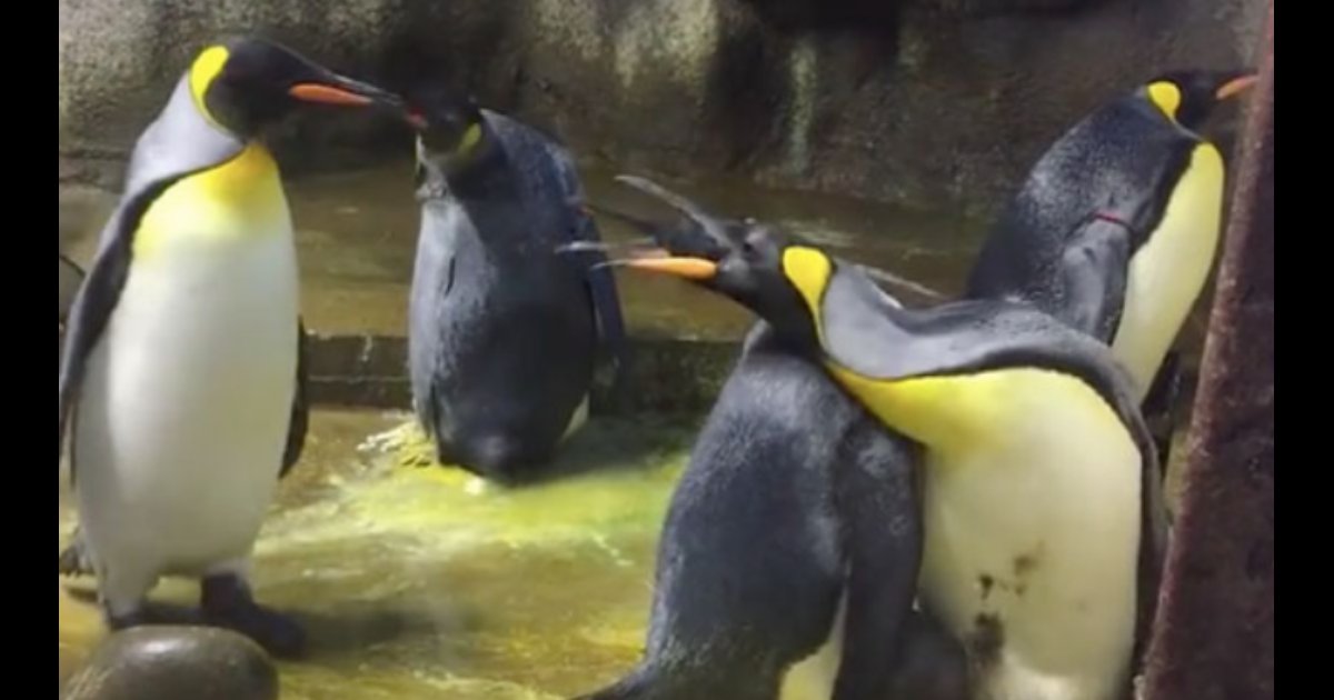 untitled design 62.png?resize=412,232 - Le zoo d'Odense au Danemark est témoin d'un drame qui implique un bébé pingouin et un couple de manchots gay