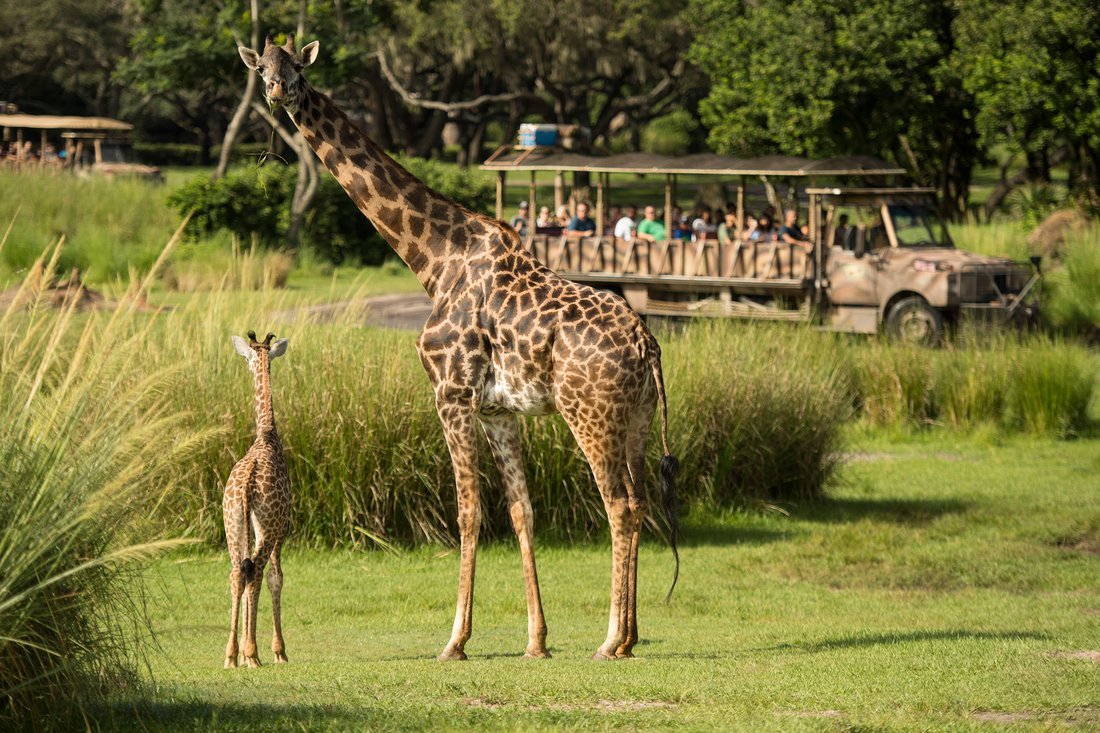 v1.jpg?resize=412,232 - Há uma nova bebê girafa nos parques da Disney, e ela é simplesmente adorável!