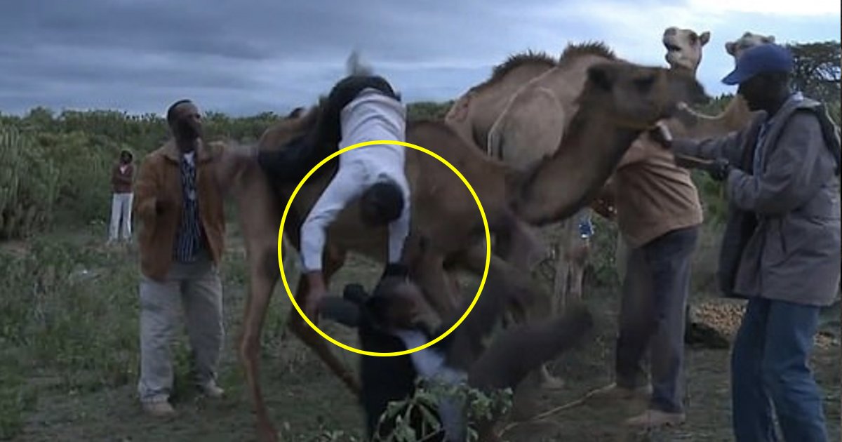 vv 1.jpg?resize=412,232 - Roulant sur le sol en riant! Un chameau en colère jette un journaliste de la télévision kenyane et son assistant de son dos