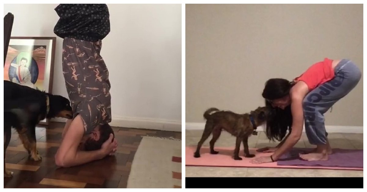 yoga.jpg?resize=412,232 - Un chien Au Brésil, agité par la position de yoga du poirier de son propriétaire et tente de le faire sortir de la pose
