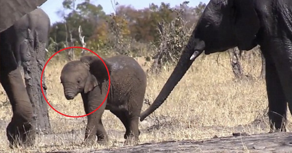 yyy.jpg?resize=412,232 - A Baby Elephant Was Spotted Wandering The Plains Without A Trunk