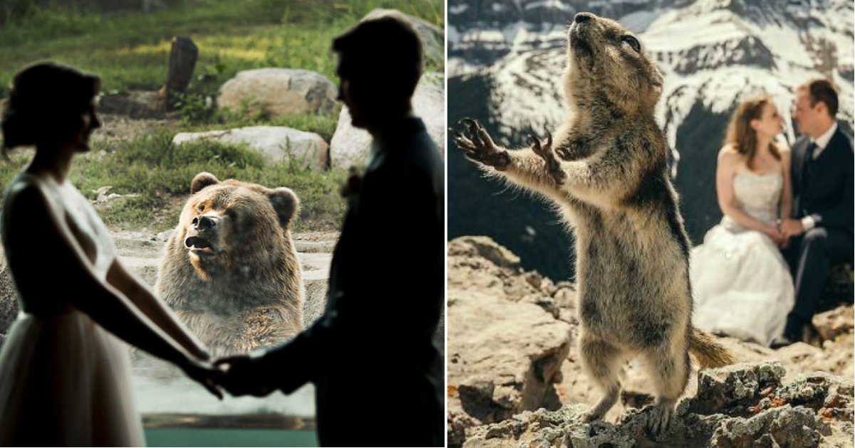 zoo wedding.jpg?resize=1200,630 - Ce couple avait décidé de se marier dans un zoo ... C'est alors qu'un ours décide de s'incruster sur leur photo de mariage !