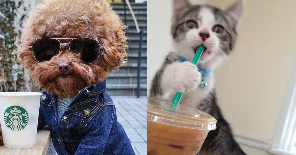 1 181.jpg?resize=412,275 - Here’s What 21 Adorable Dogs and Cats Ordered at Starbucks